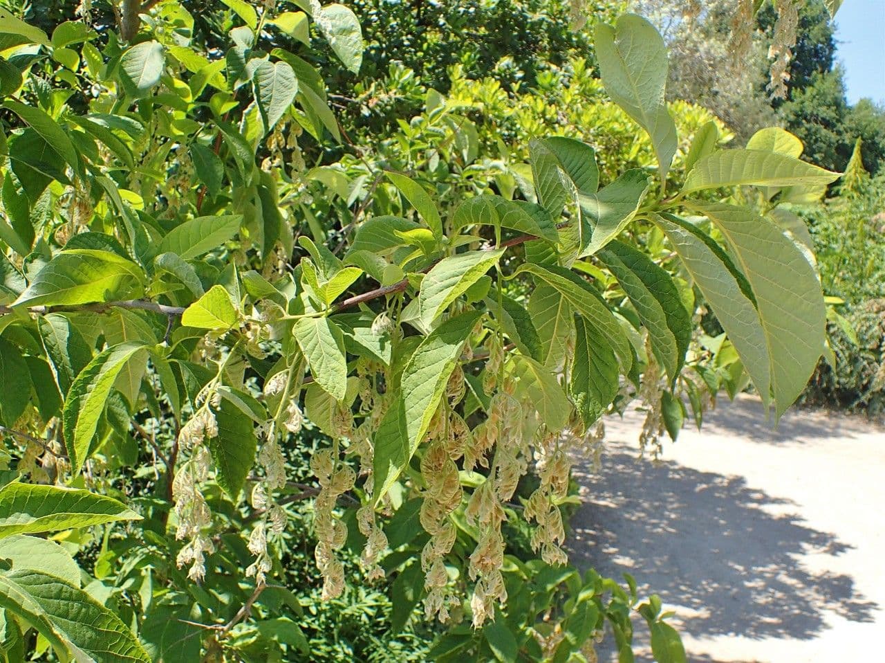 Pterostyrax hispidus 9