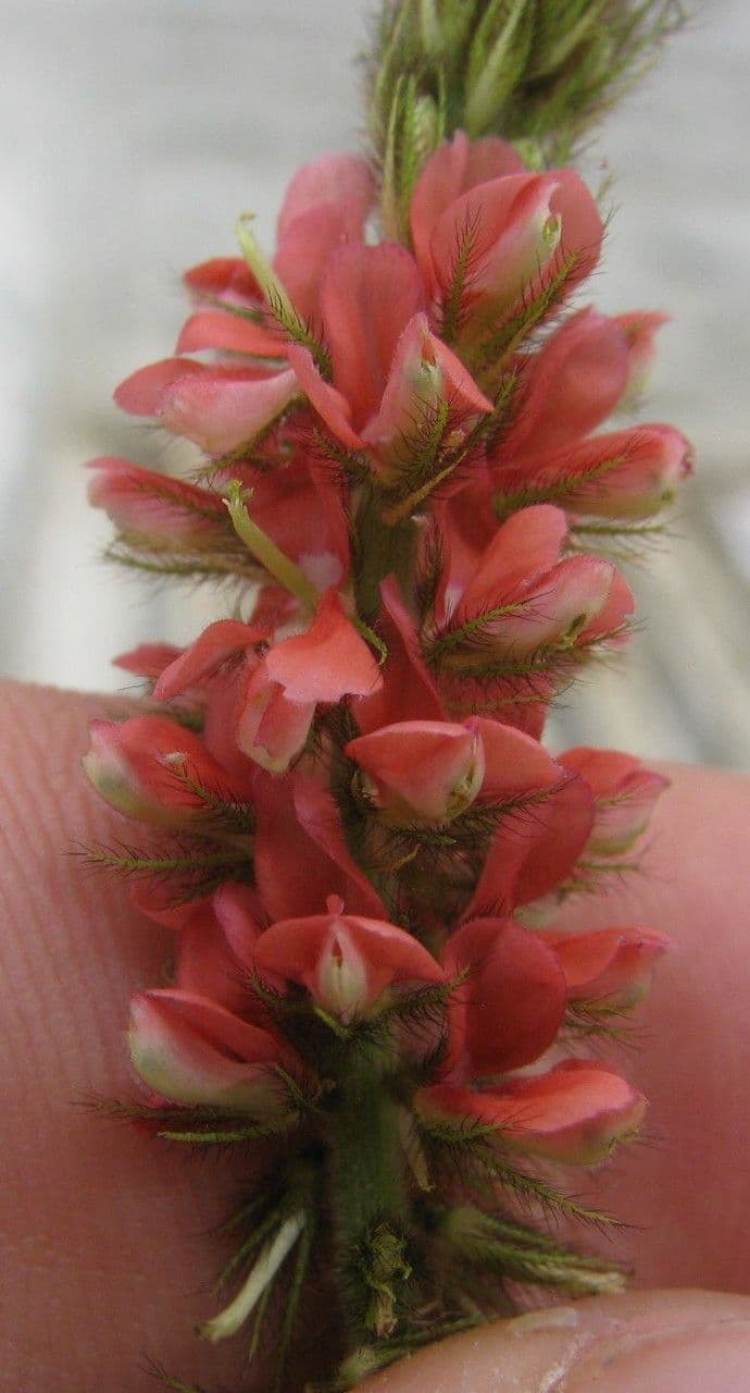 Indigofera 5