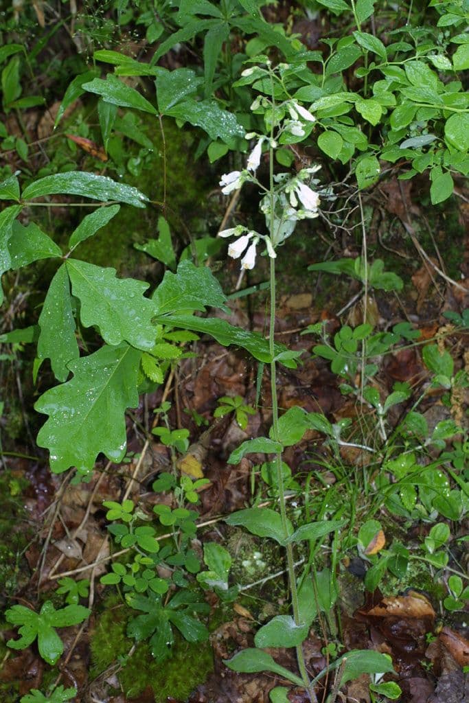 Penstemon 8