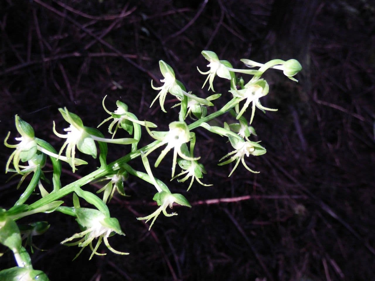 Habenaria