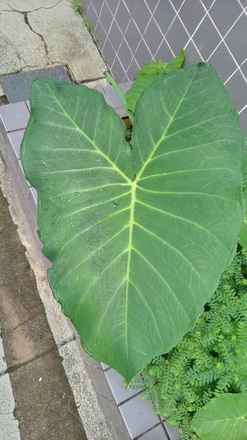 Taro 7