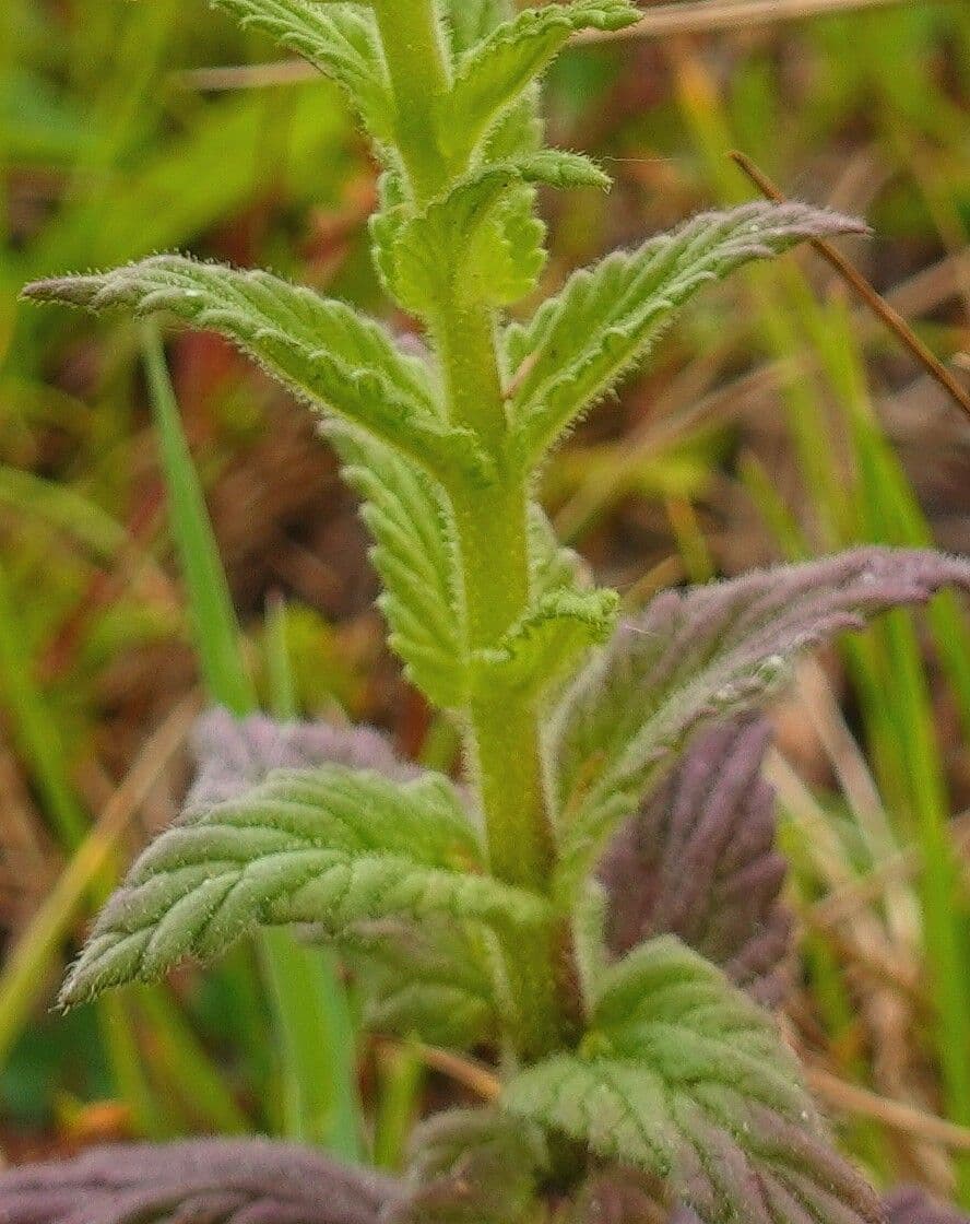 Speronella viscosa 23