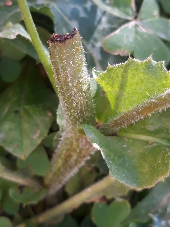 Radicchiella bienne 21