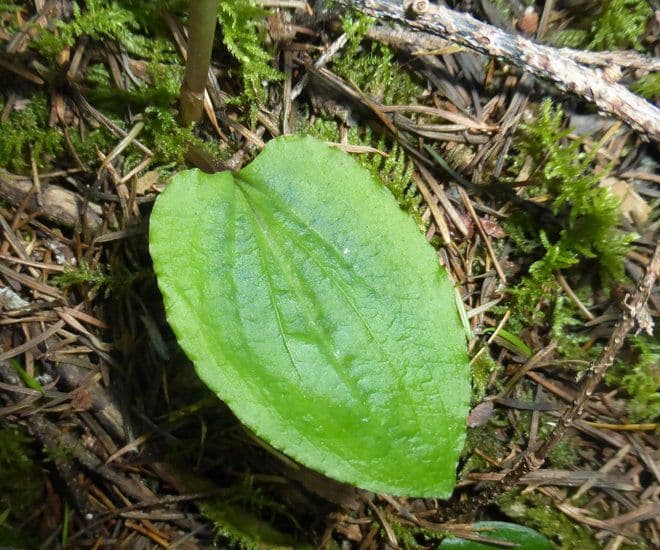 Calypso bulbosa 11
