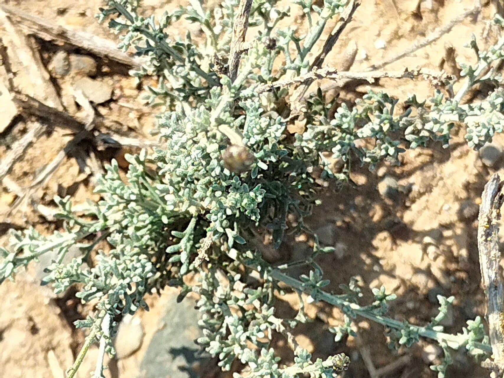 Pentzia grigia 6