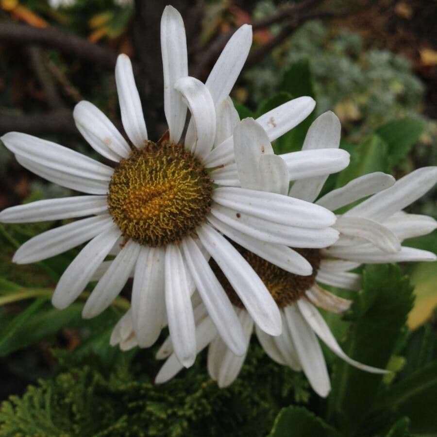 Aster lanceolato 9
