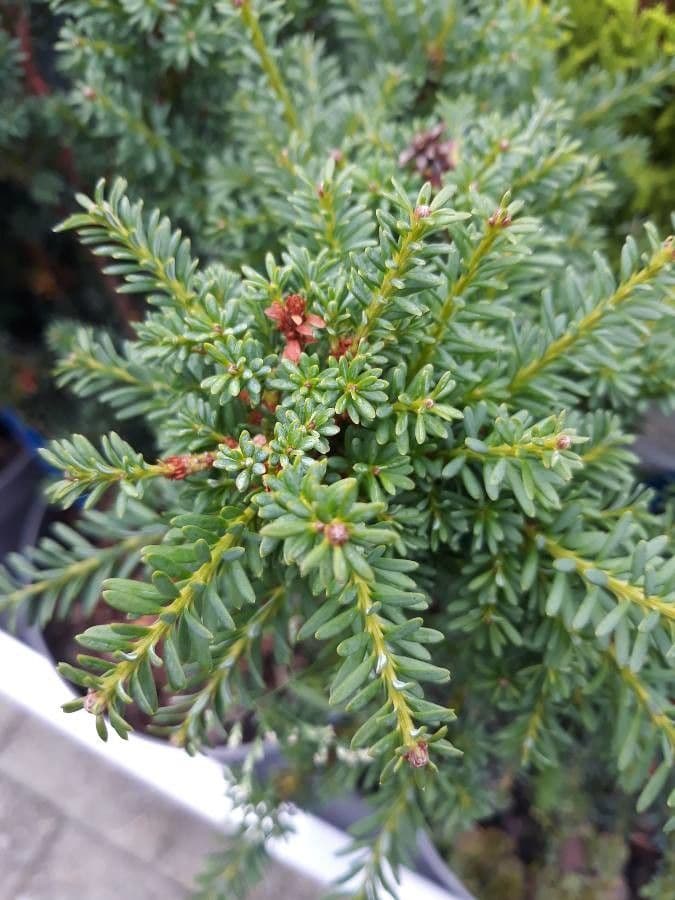 Podocarpus lawrenceův 5