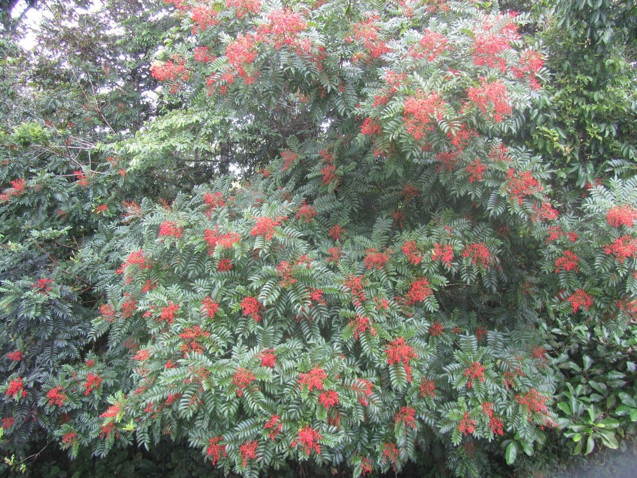 Mosquitoxylum 9