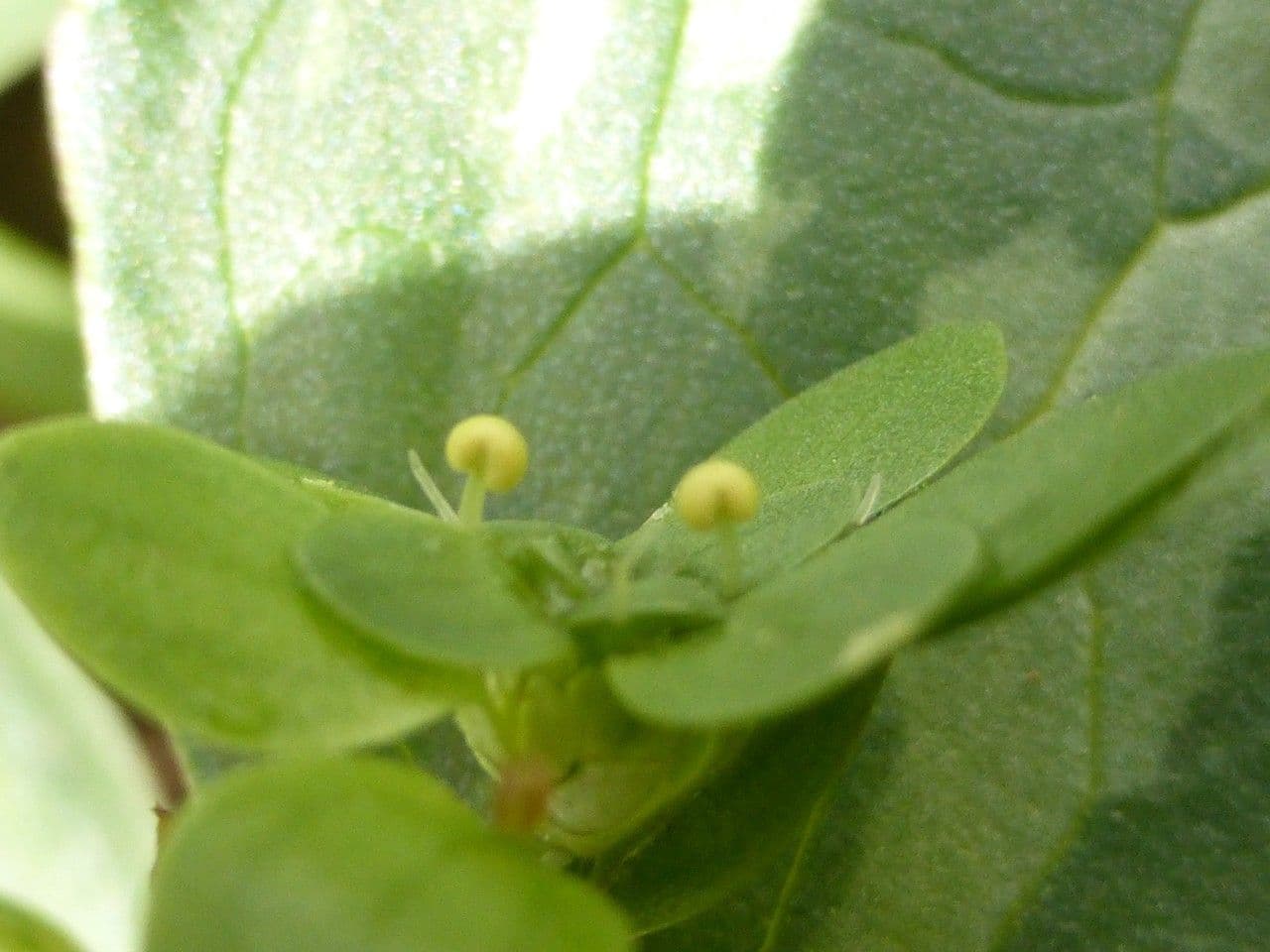 Callitriche brutia 18