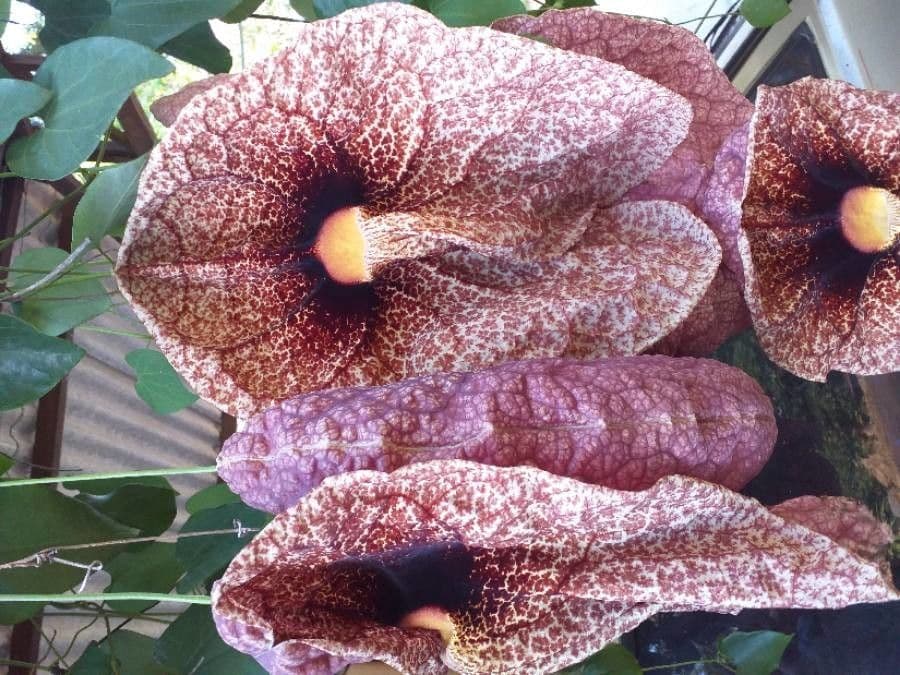 Fiore d'anatra 5