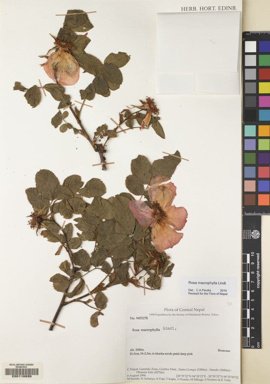 Großblättrige Rose 13