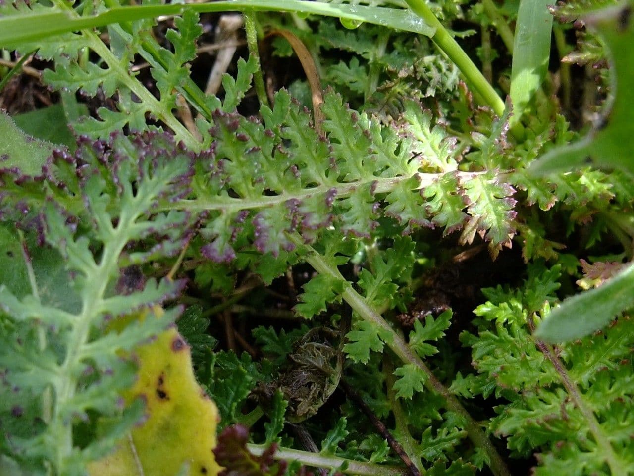 Pedicularis rostratospicata 13