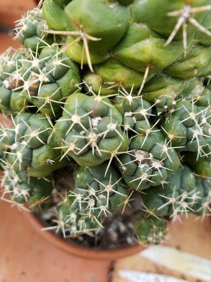 Thelocactus hexaedrophorus 11