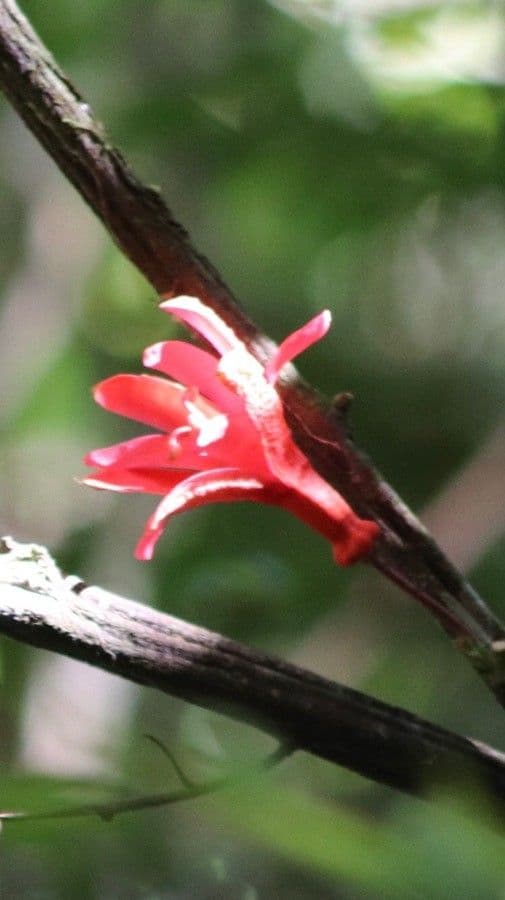 Passiflora 2
