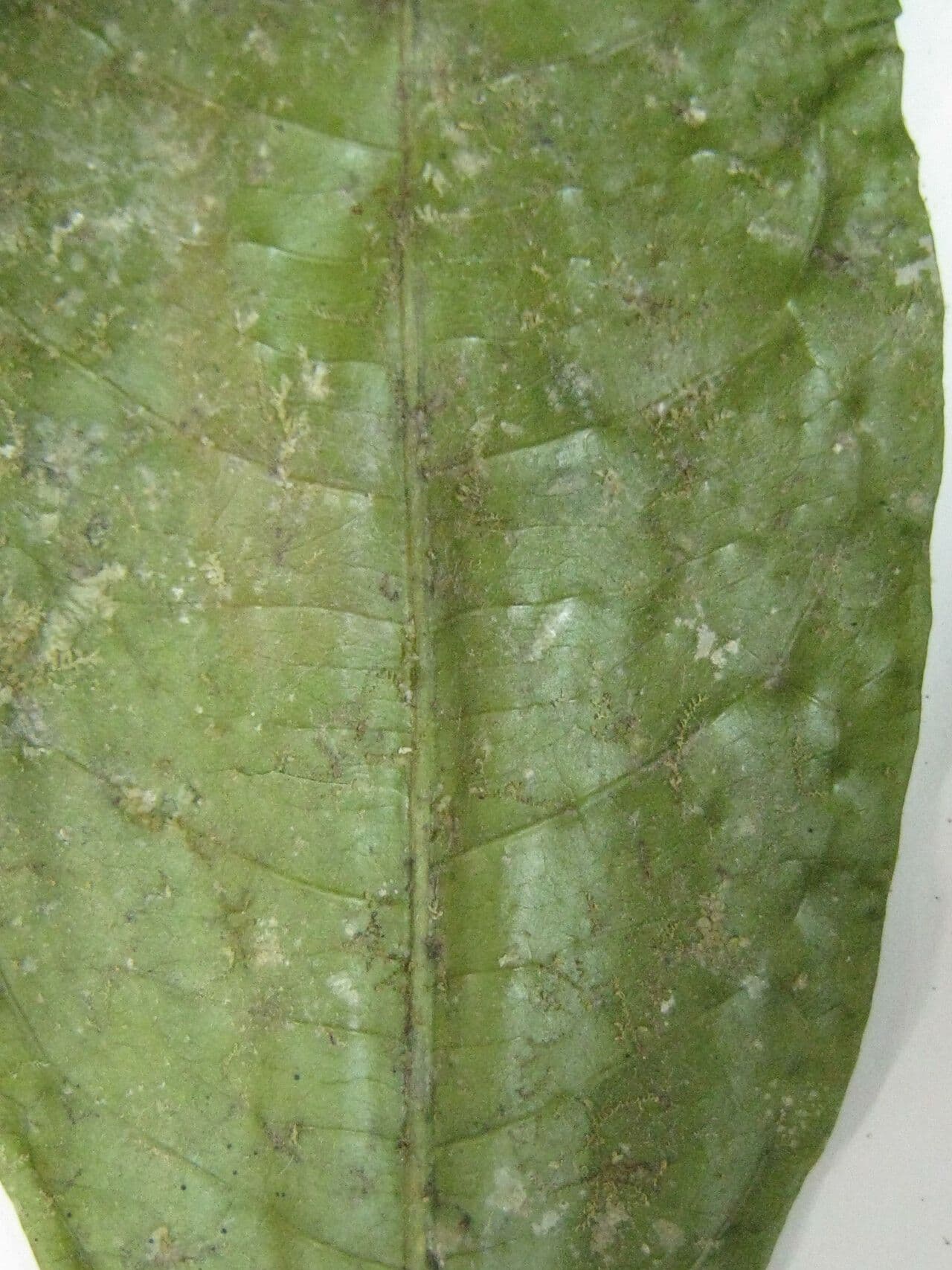 Faramea 2