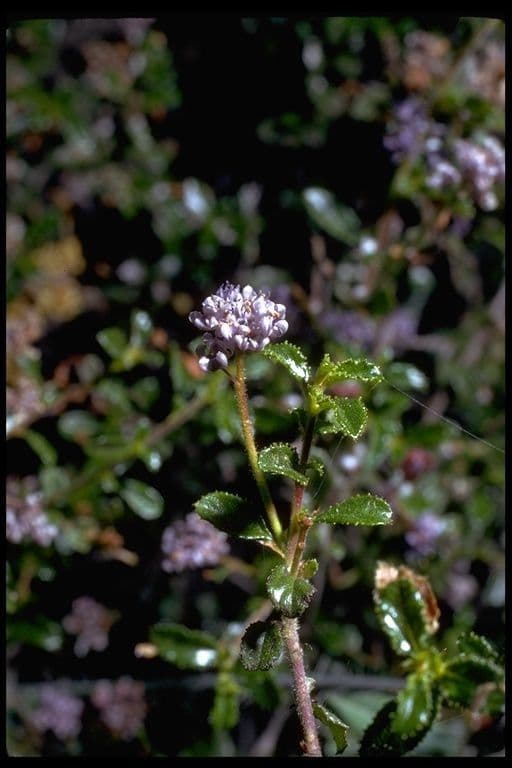 Ceanothus 4