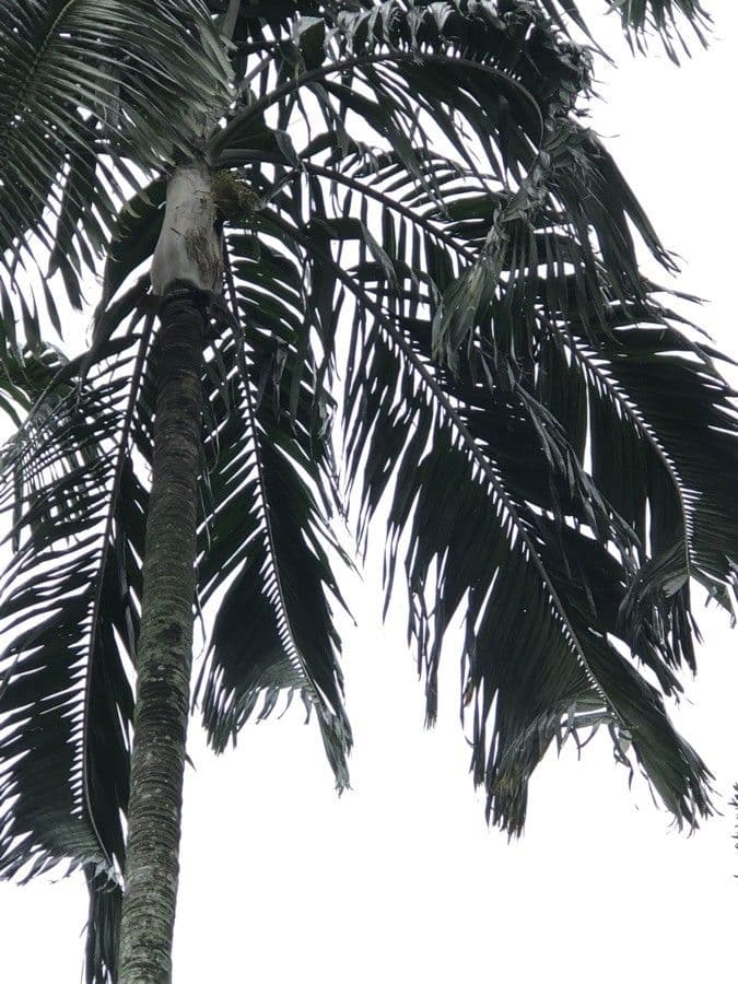 Carpentaria 3