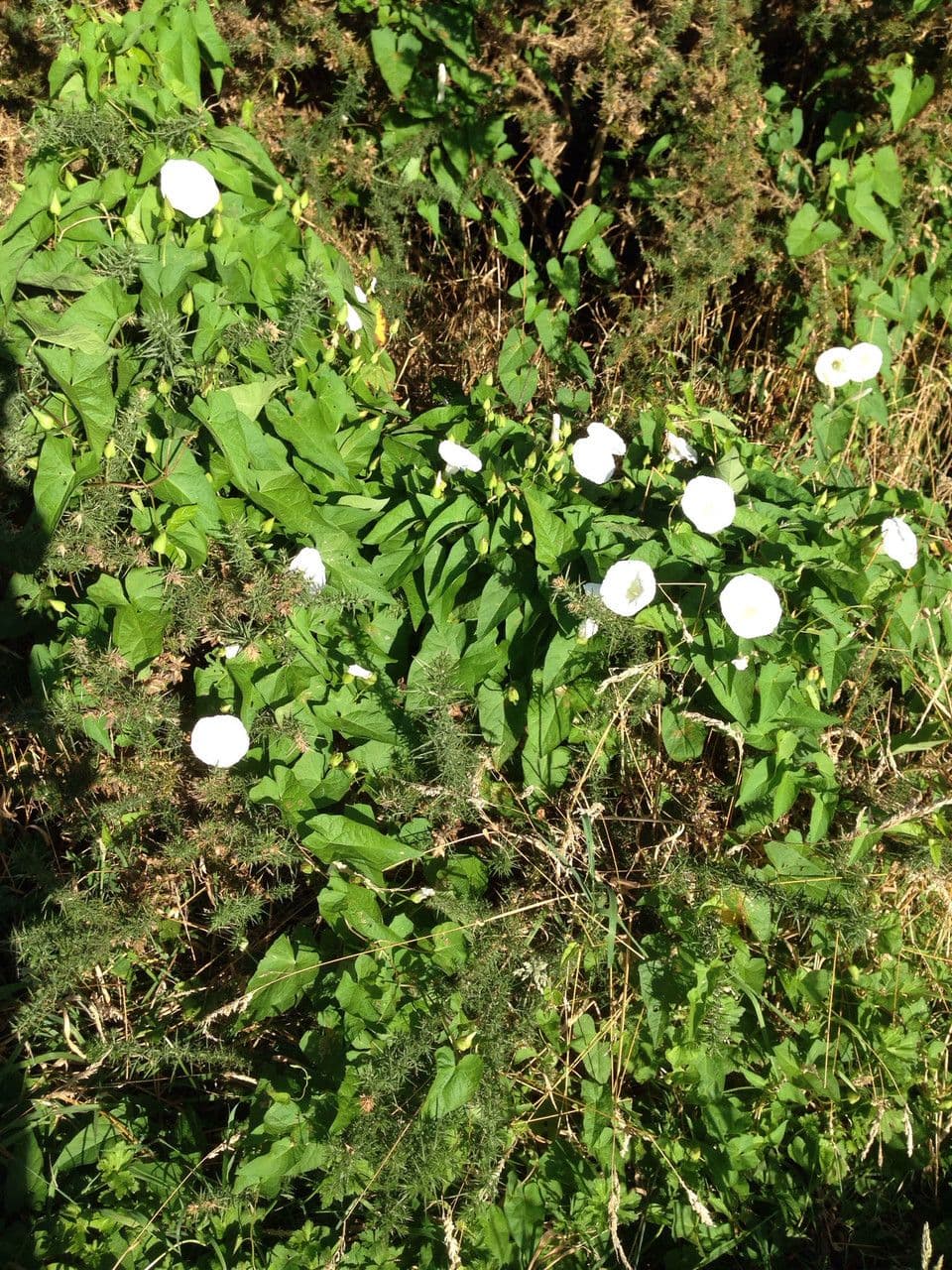 Vilucchiello delle siepi 12