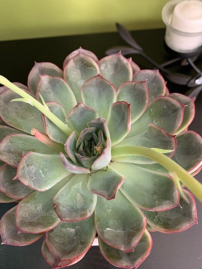 Echeveria 11