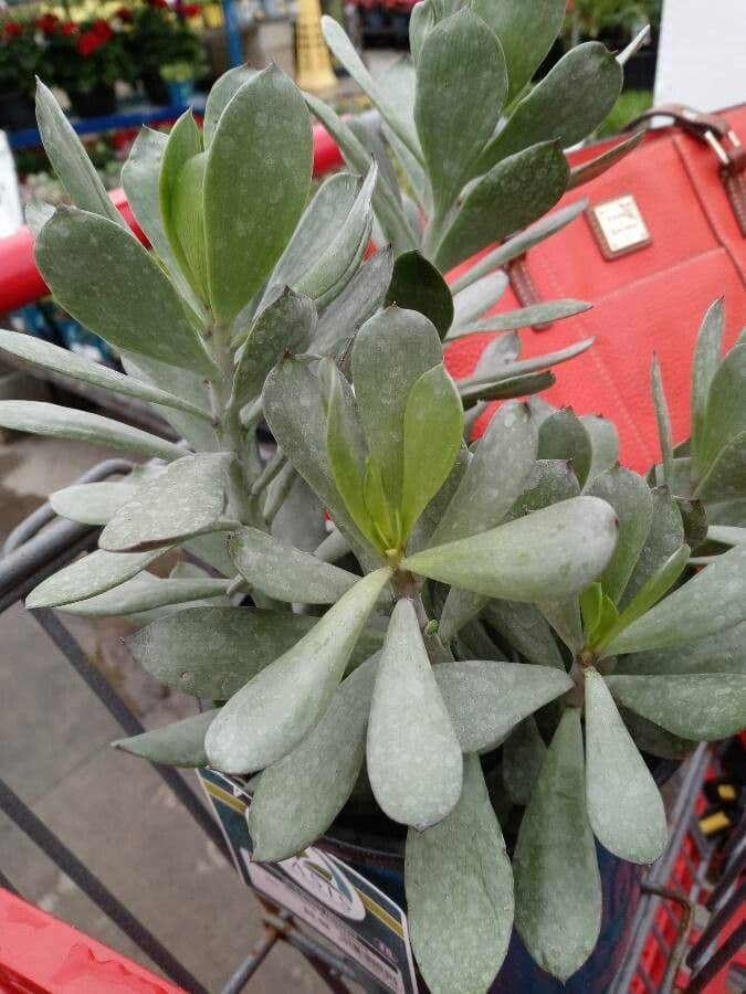 Senecione 8