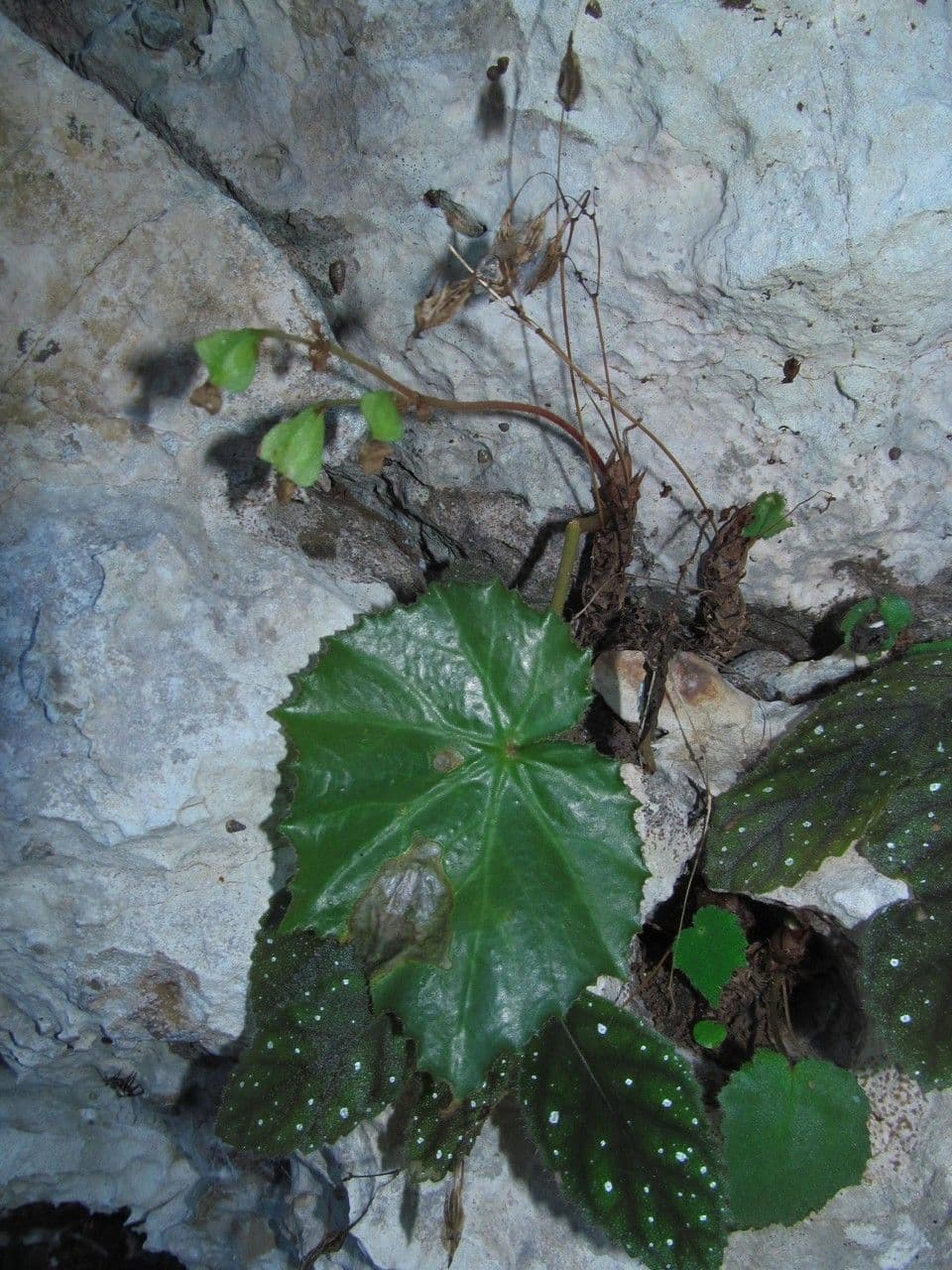 Bégonia