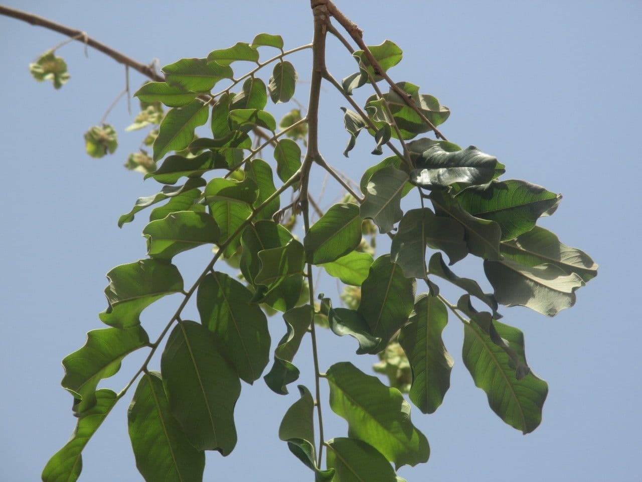Pterocarpus erinaceus 8