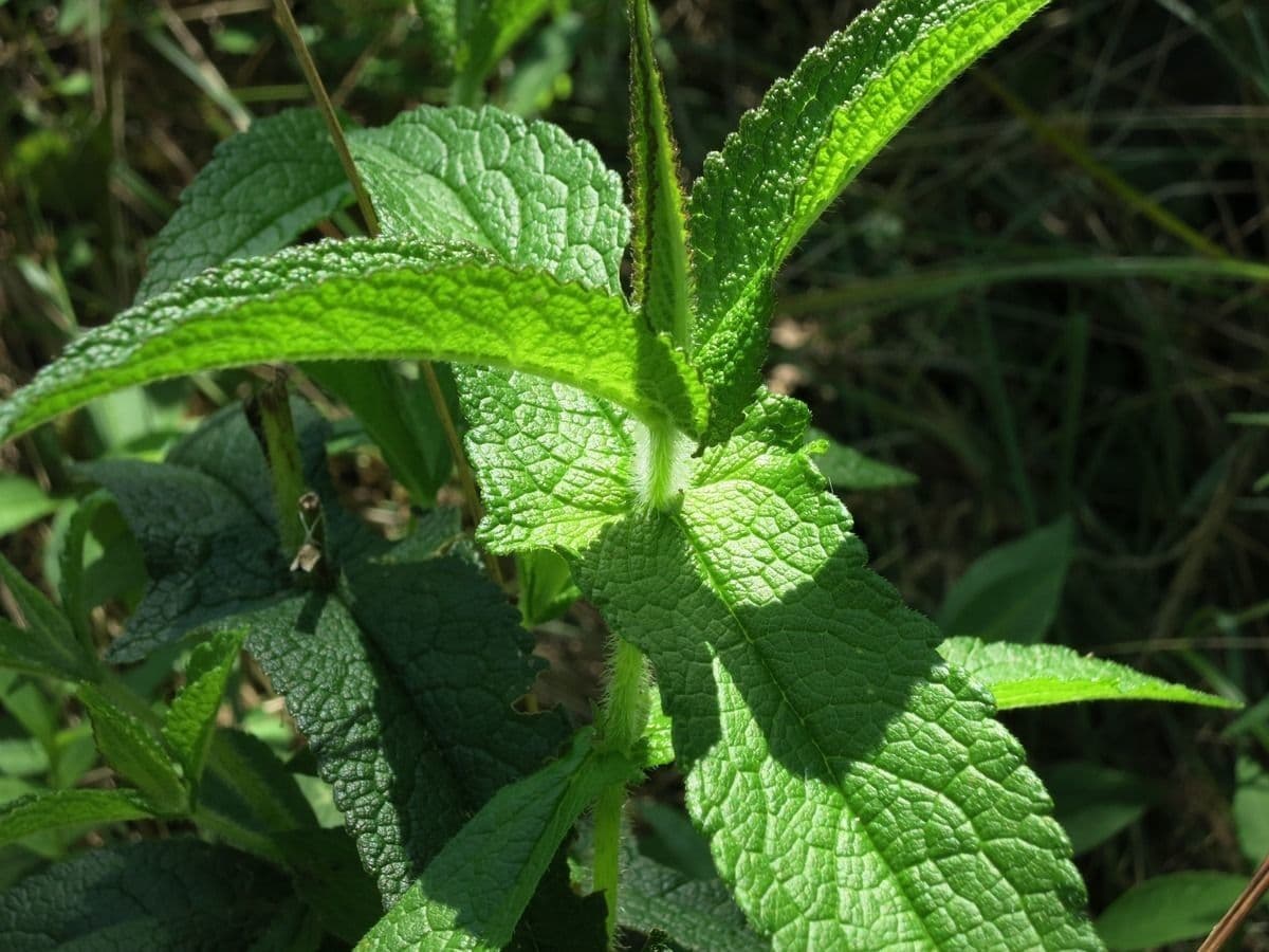 Eupatorio 14