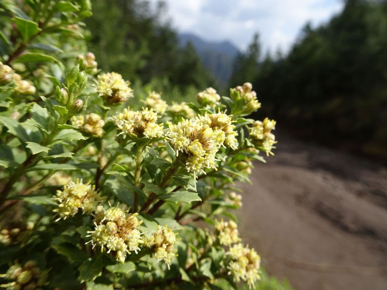Baccharis