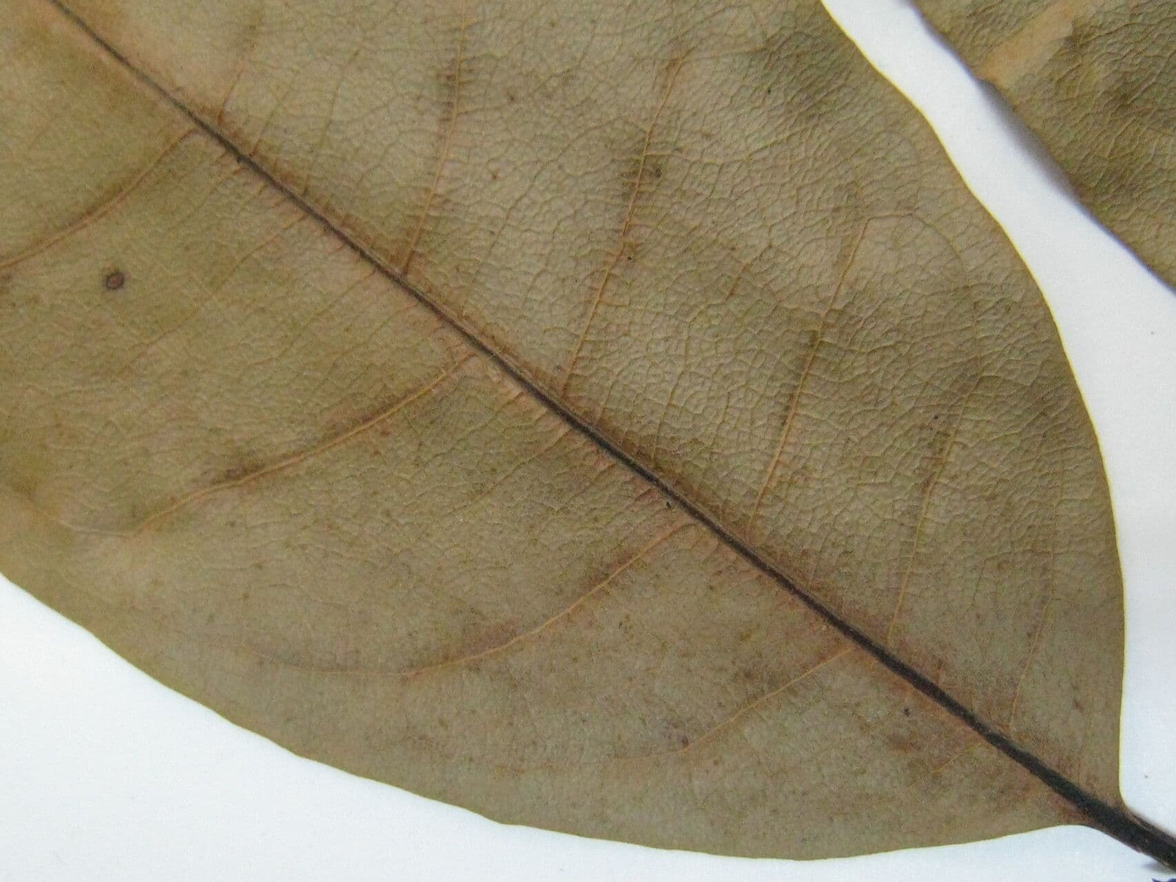 Corythophora 8