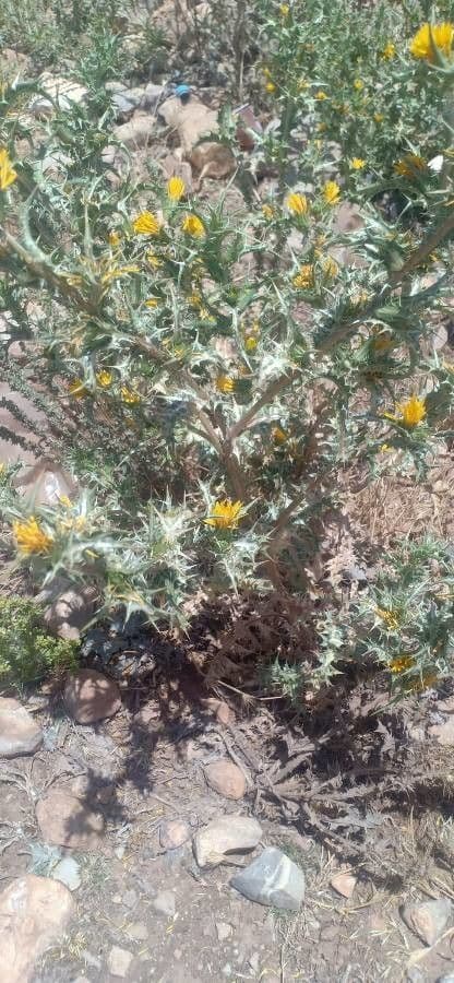 Girasole maculato 16