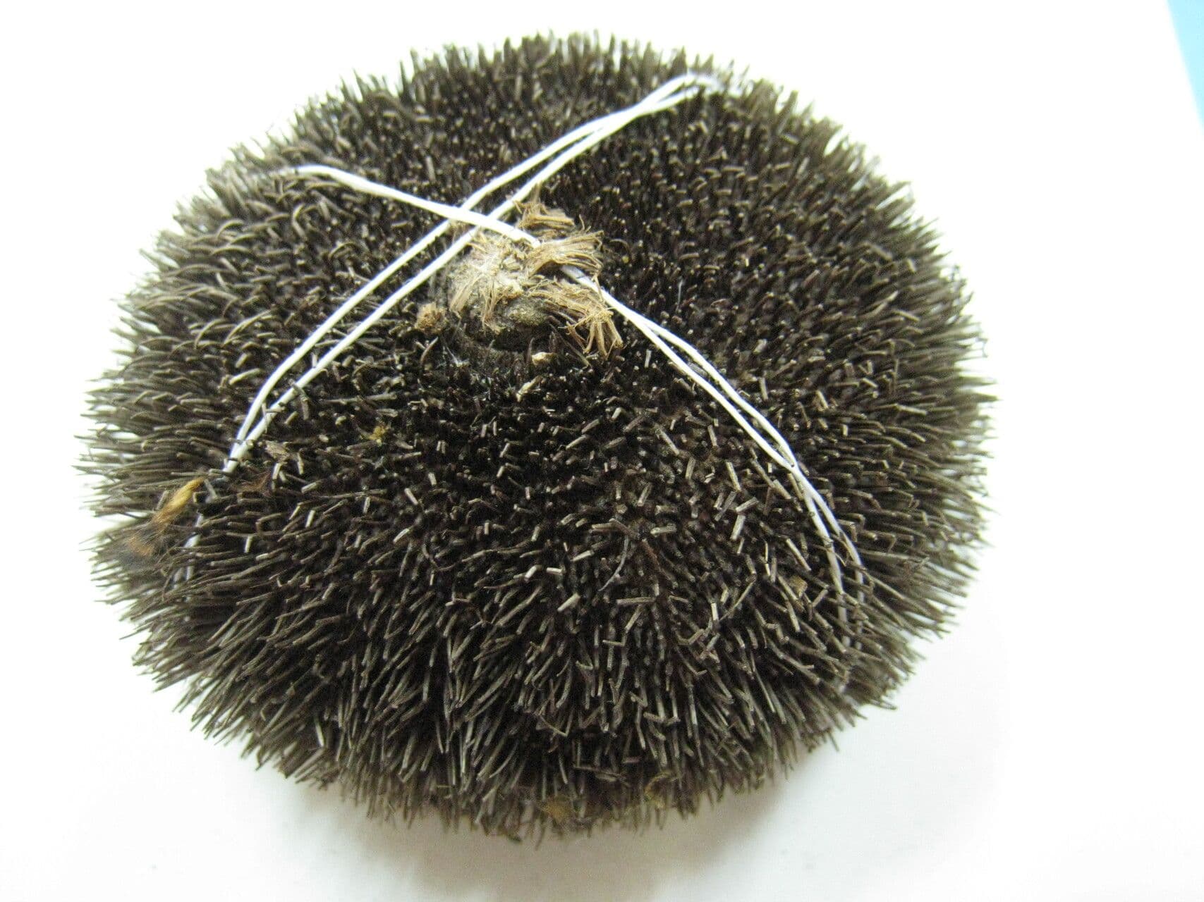Apeiba glabra 8