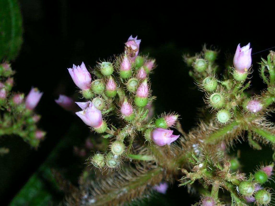 Conostegia 6