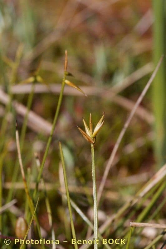 Carice pauciflora 24