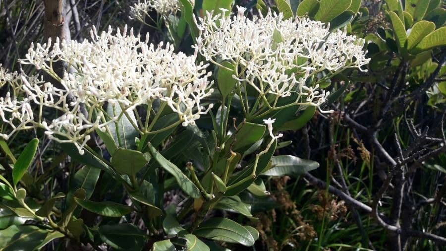 Psychotria 6