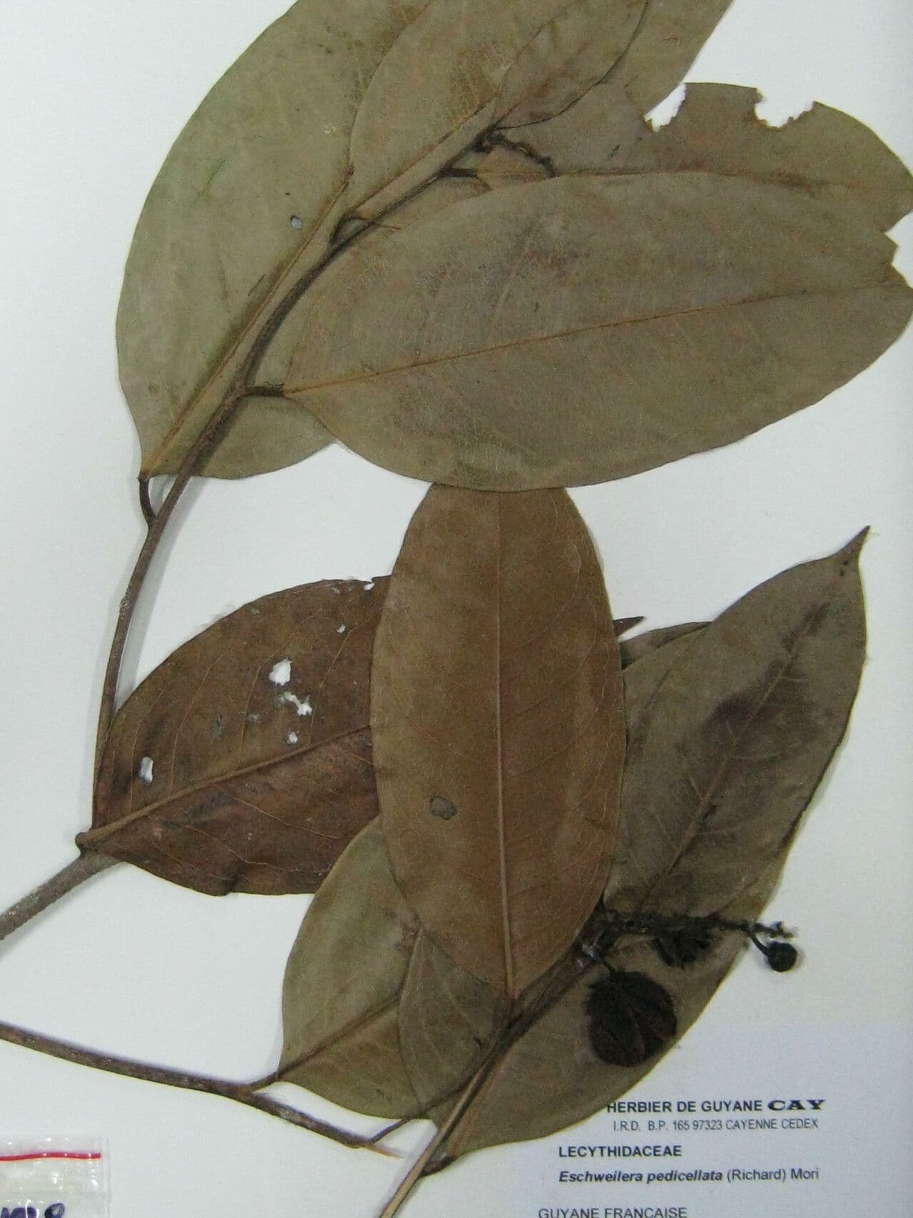 Eschweilera 18
