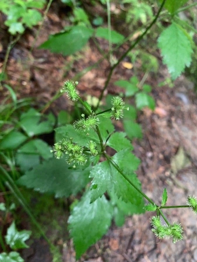 Sanicula canadensis 2
