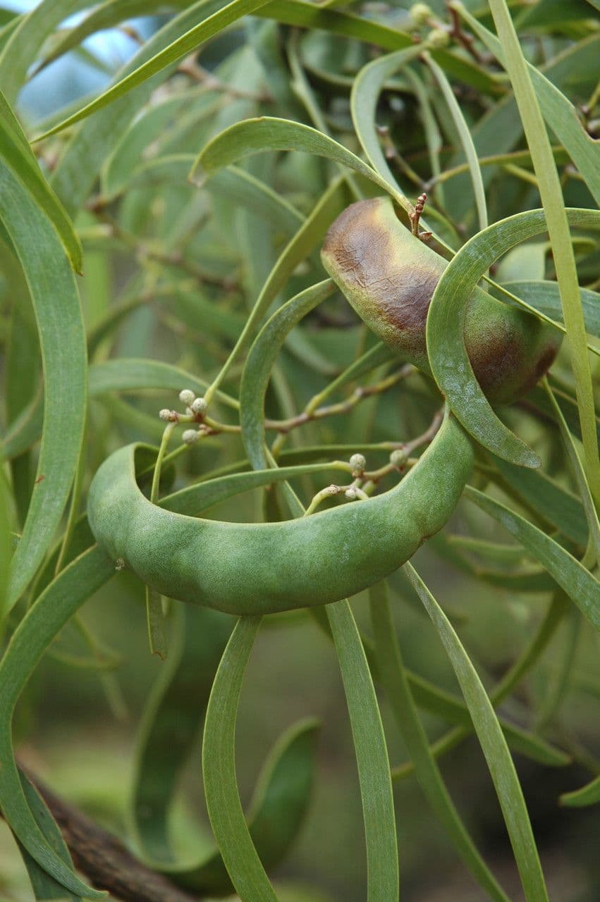 Acacia Koaoha