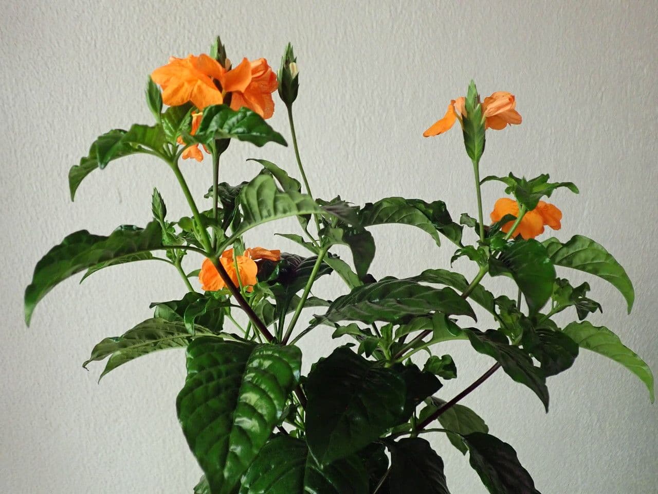 Crossandra 15