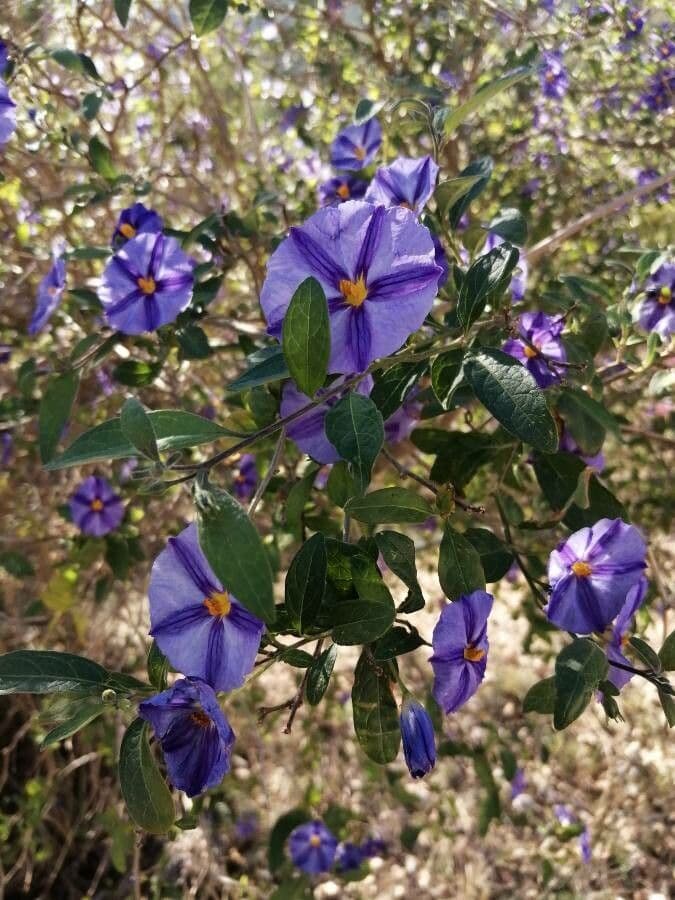 Lycianthes 14