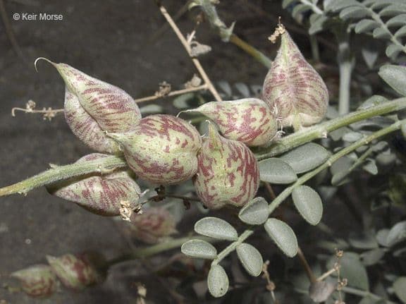 Astragalo maculato