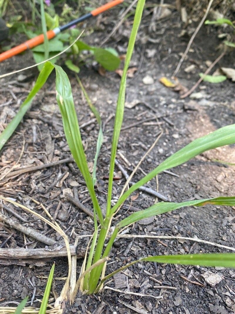 Tridens flavus 18