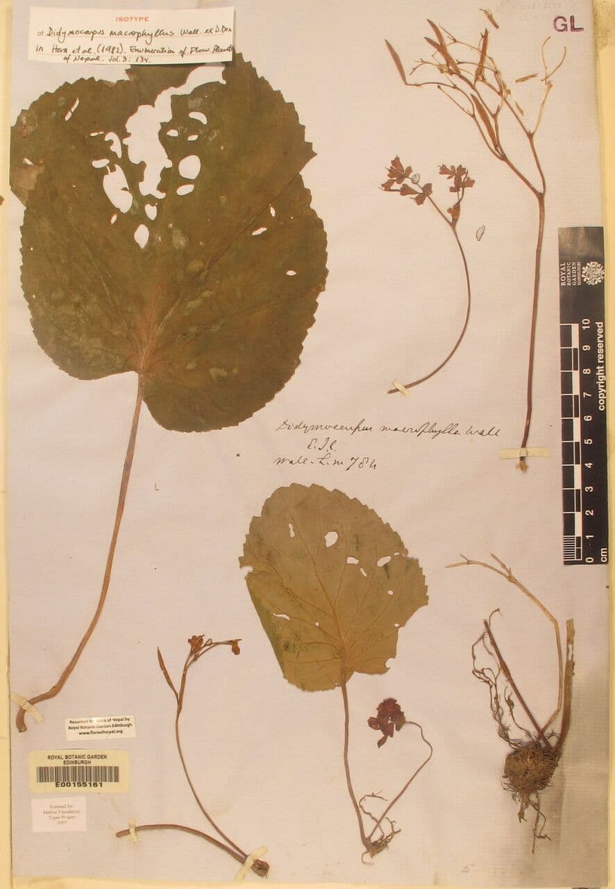 Didymocarpus 5