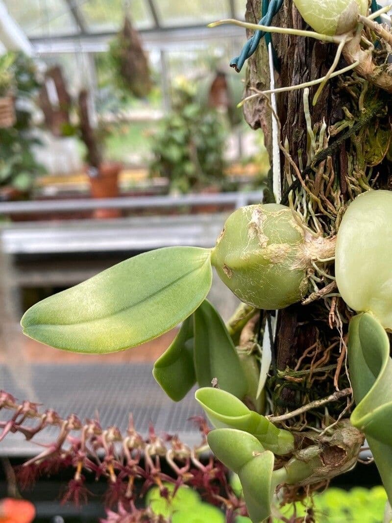 Bulbophyllum 3