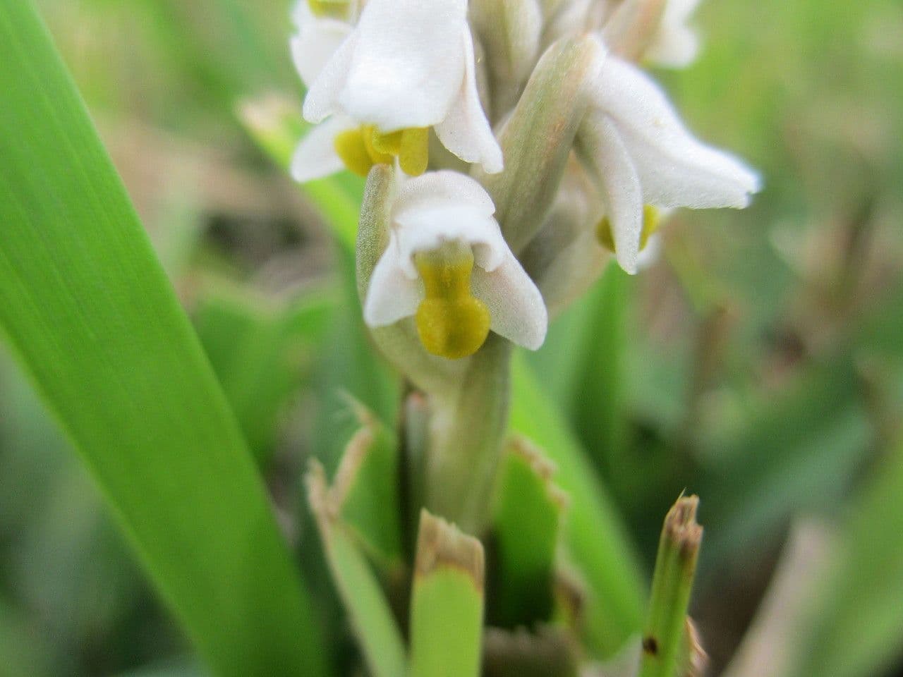 Zeuxine