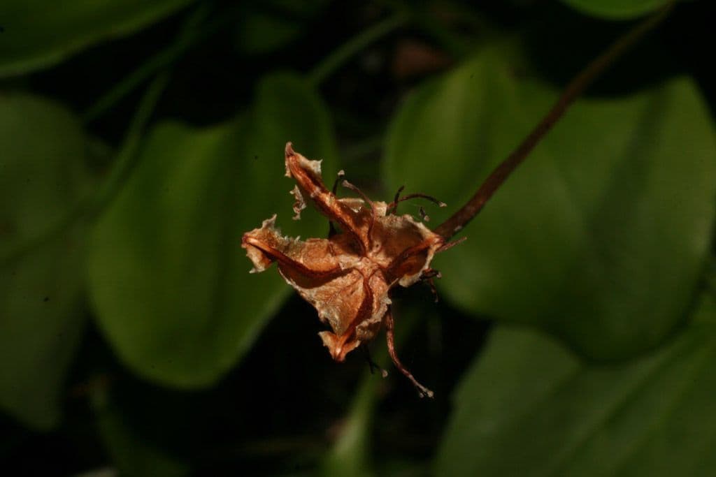Xyris tennesseensis 3
