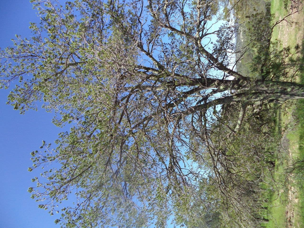 Pinyon pine 17