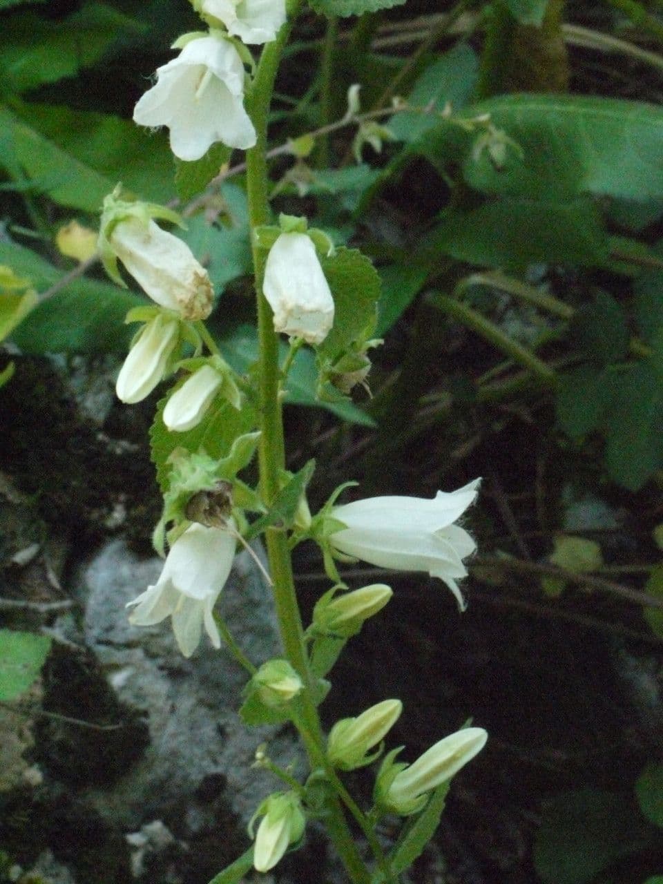 Campanula 18