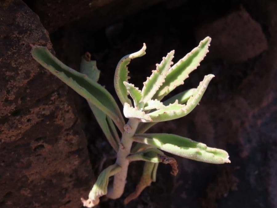 Kalanchoe 10
