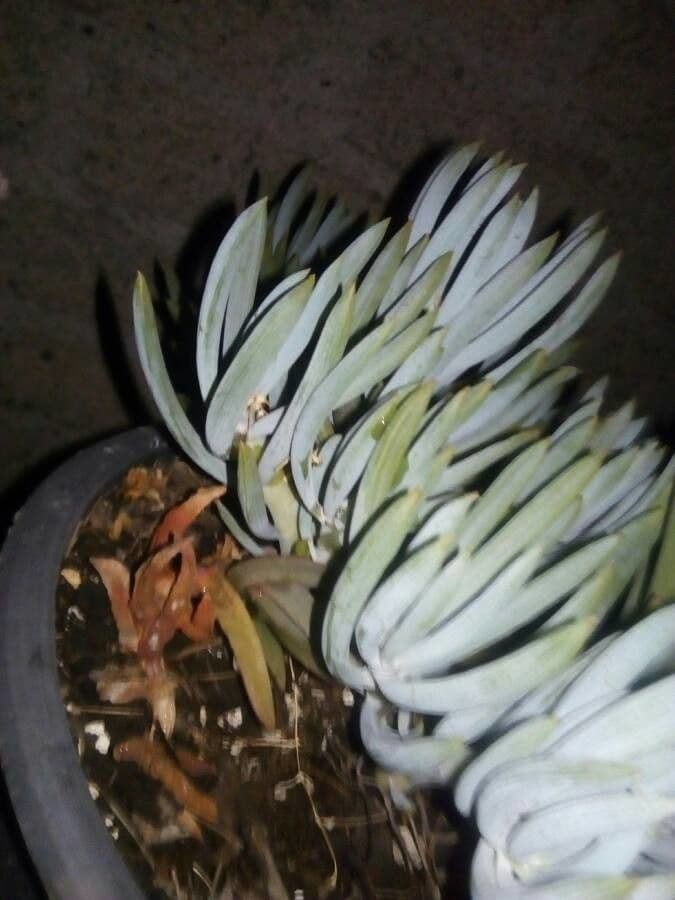 Dudleya densiflora 14