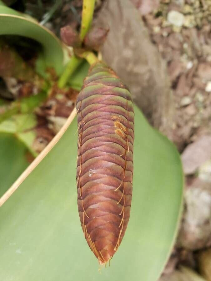 Welwitschia 4